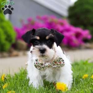 Millie, Miniature Schnauzer Puppy